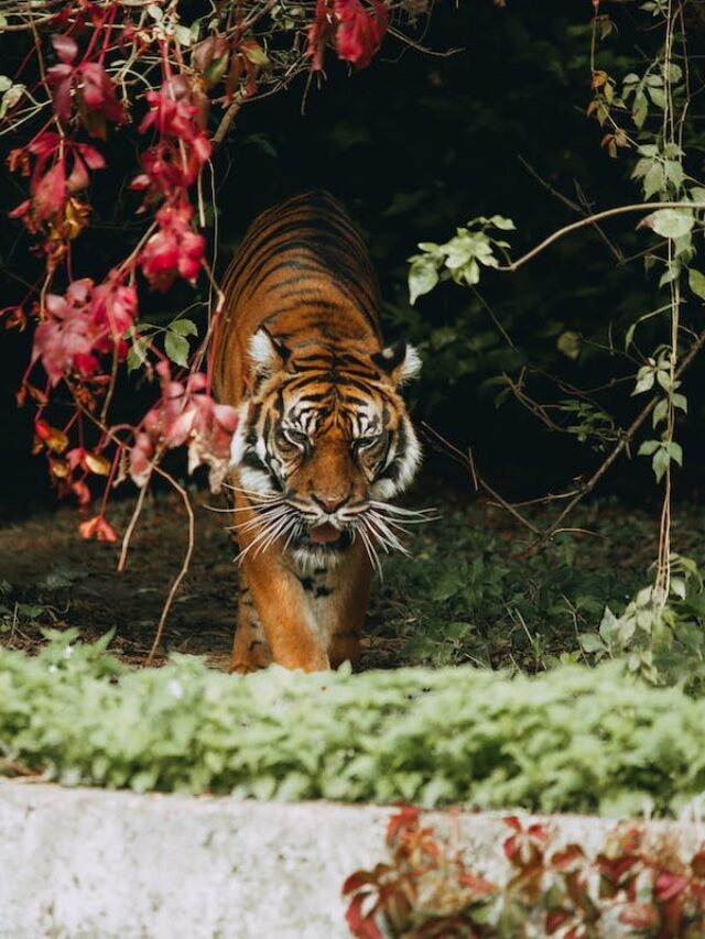 Oldest and largest “TIGER National Park” OF Maharashtra India.