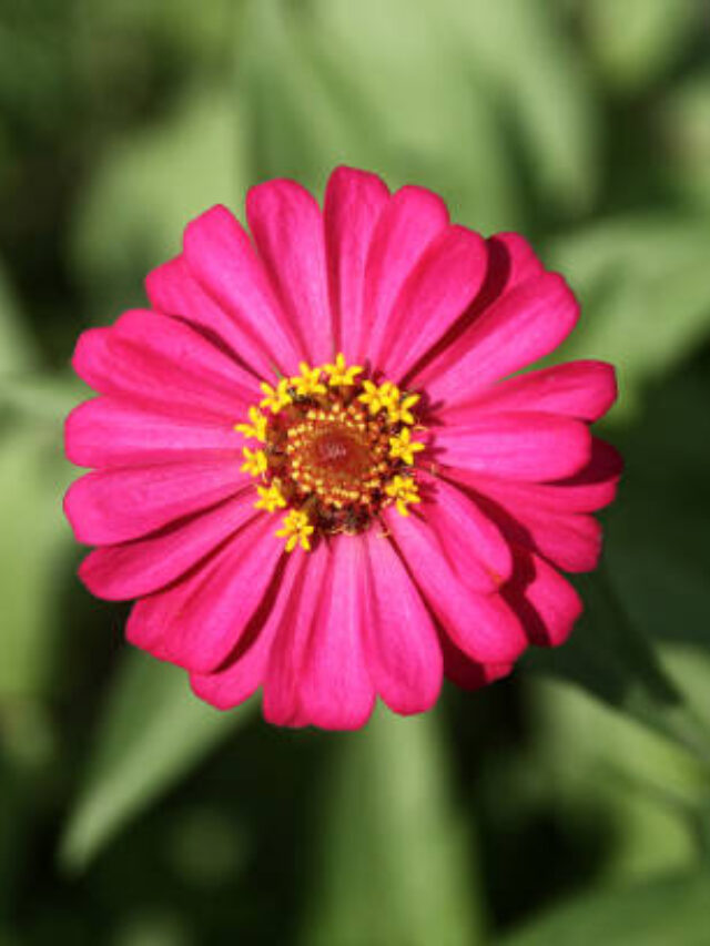 NASA’s Stunning Image Of Flower Grown On ISS