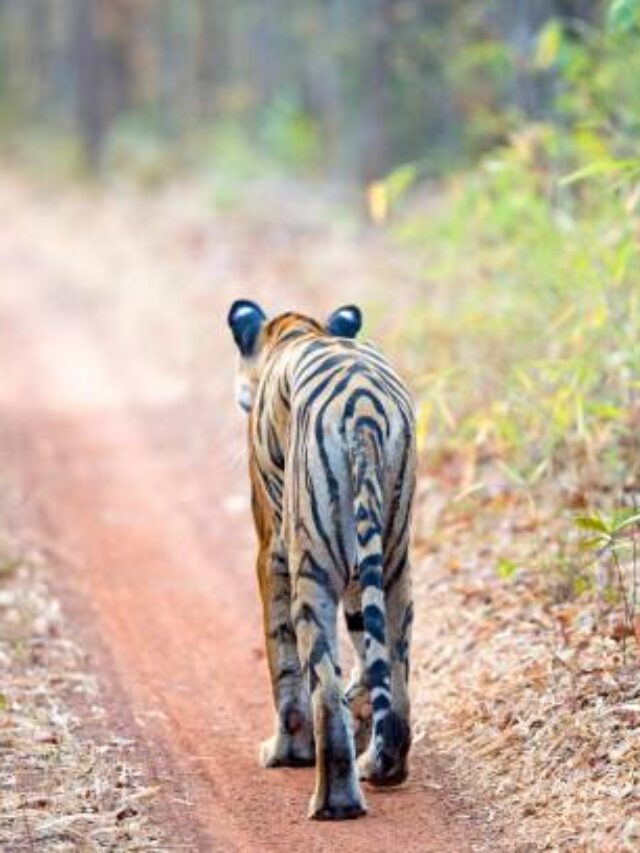 TIGRESS “SHARMILI” TADOBA ANDHARI TIGER RESERVE