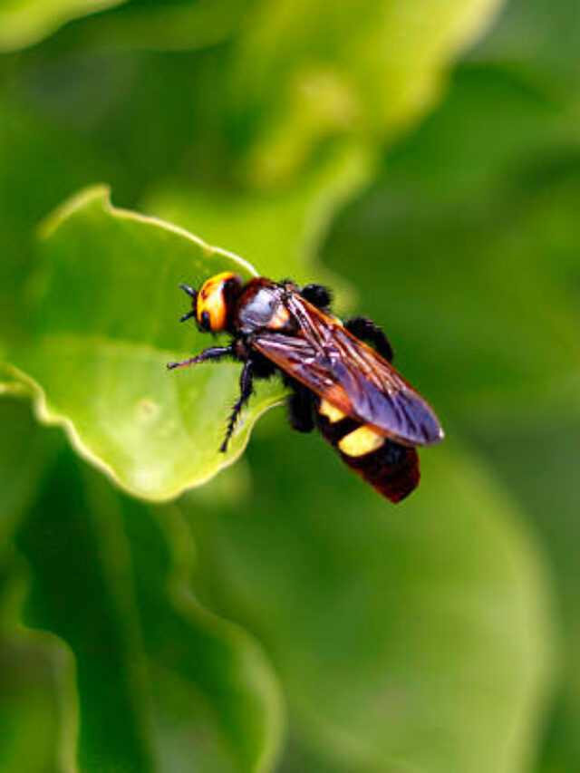 Unique Species Found In Georgia,USA