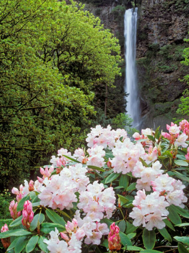 Never Seen Images of Multnomah Falls