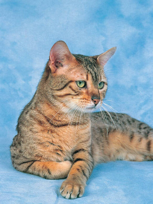 Most expensive CAT breeds around the world