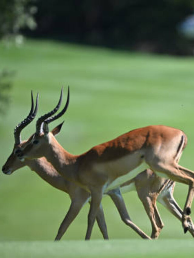 Here Are 10 Animals With Horns
